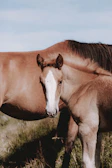 A foal standing close to its mother in a shaded corral on a warm Texas afternoon.