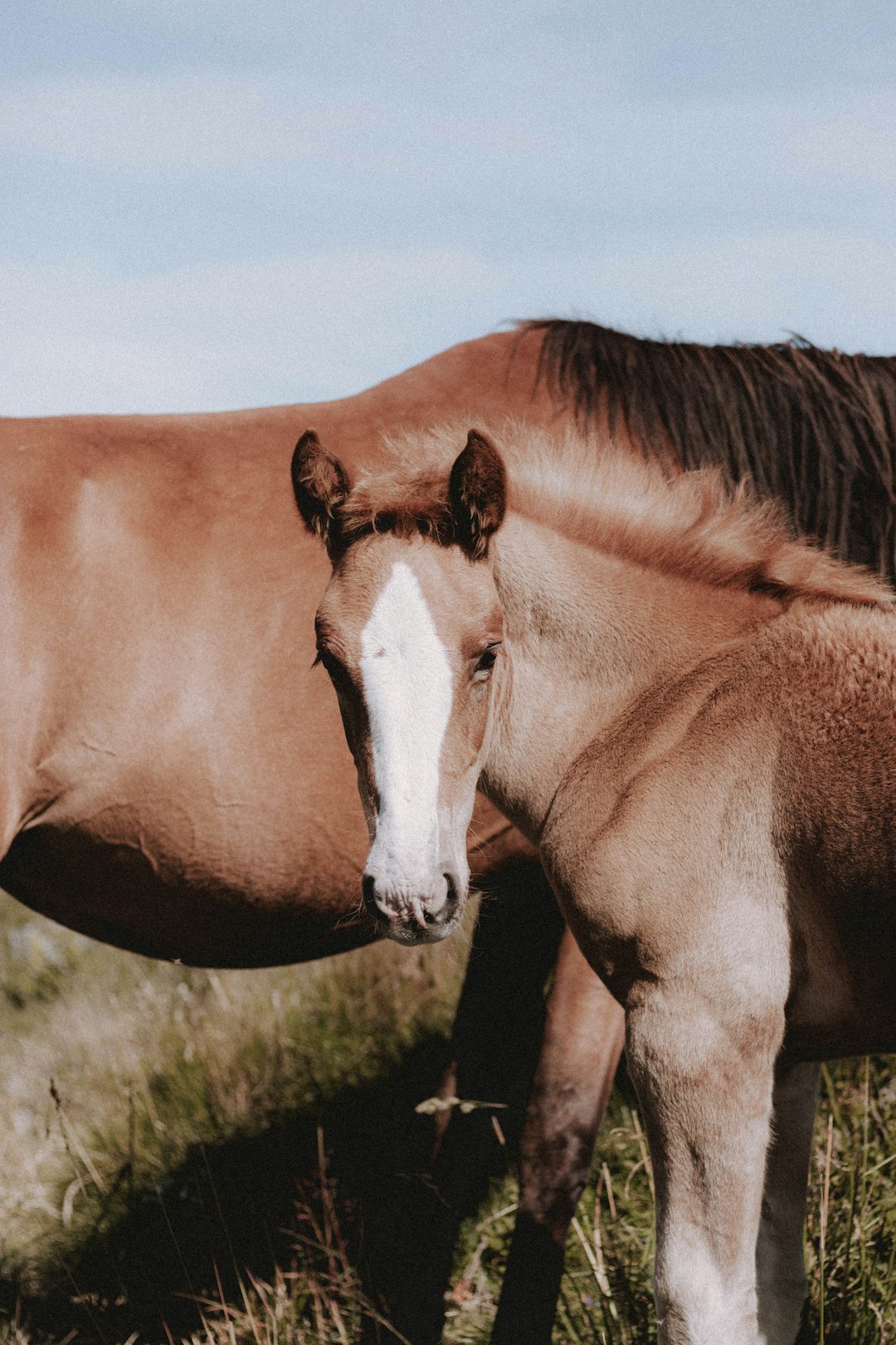 brown and white horse on green grass field during daytime