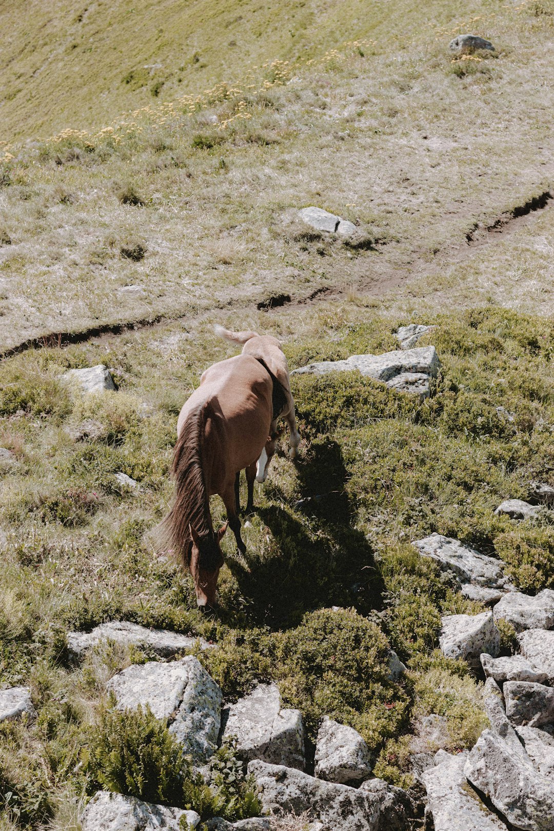 brown horse on green grass during daytime