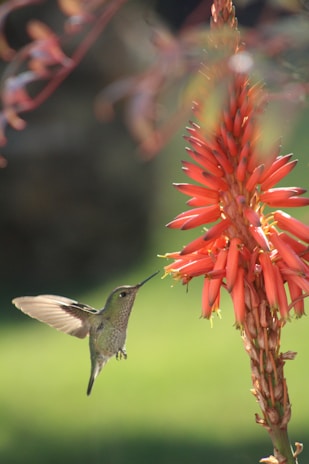 A close-up shot of a vibrant hummingbird hovering near a flower in soft morning light.