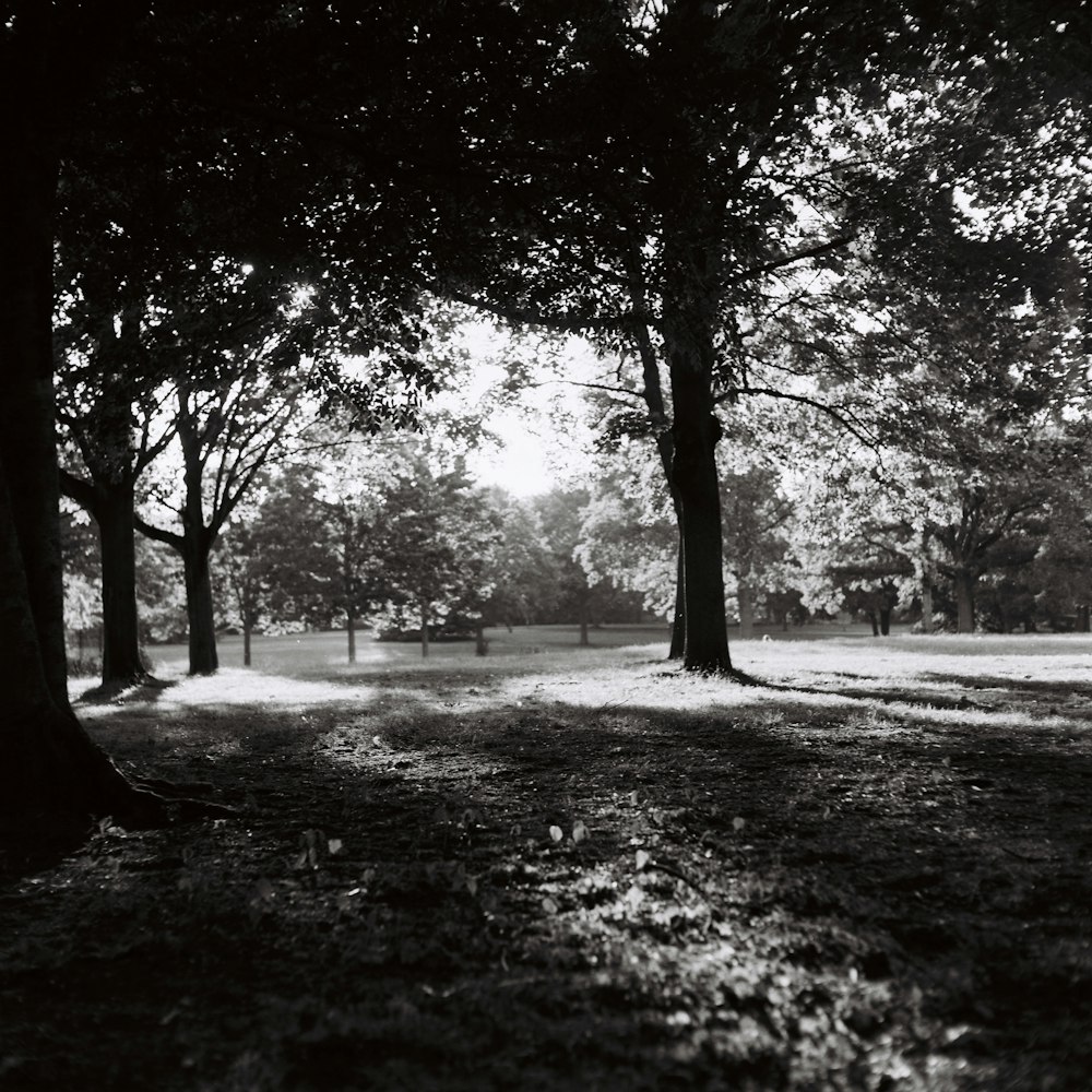 grayscale photo of trees on road