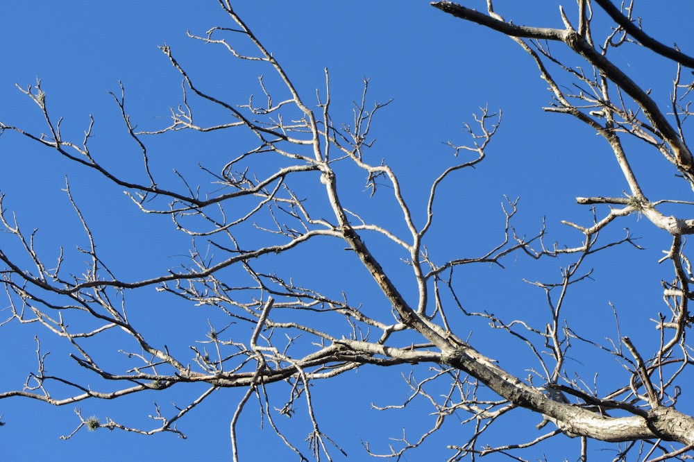 leafless tree under blue sky during daytime