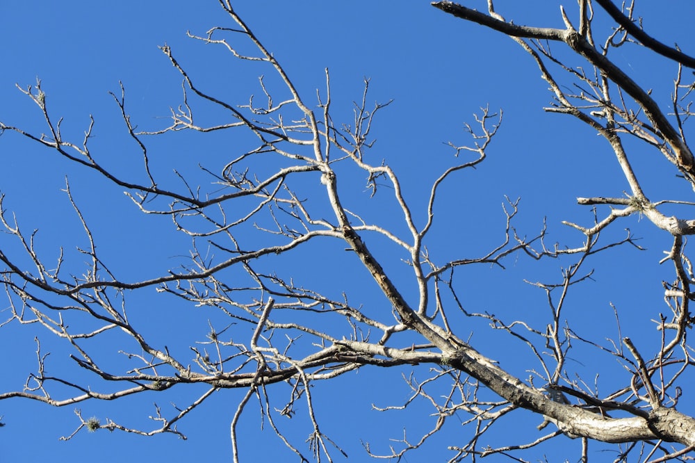 arbre sans feuilles sous le ciel bleu pendant la journée