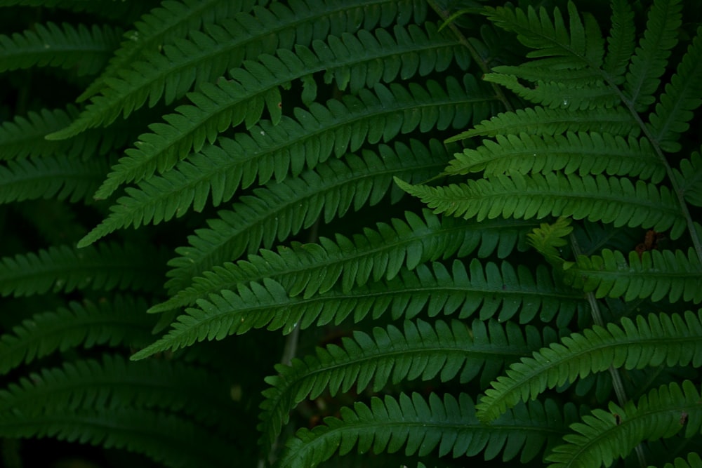 green fern plant in close up photography