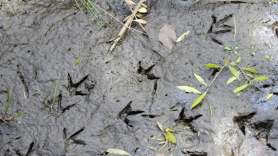 A playful Sasquatch footprint impression in soft mud near a forest stream.