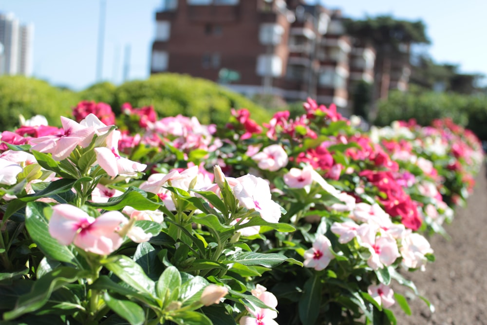 pink and white flowers during daytime