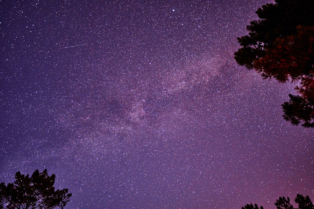 silhouette of tree under starry night