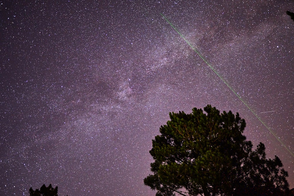 árvore verde sob o céu preto