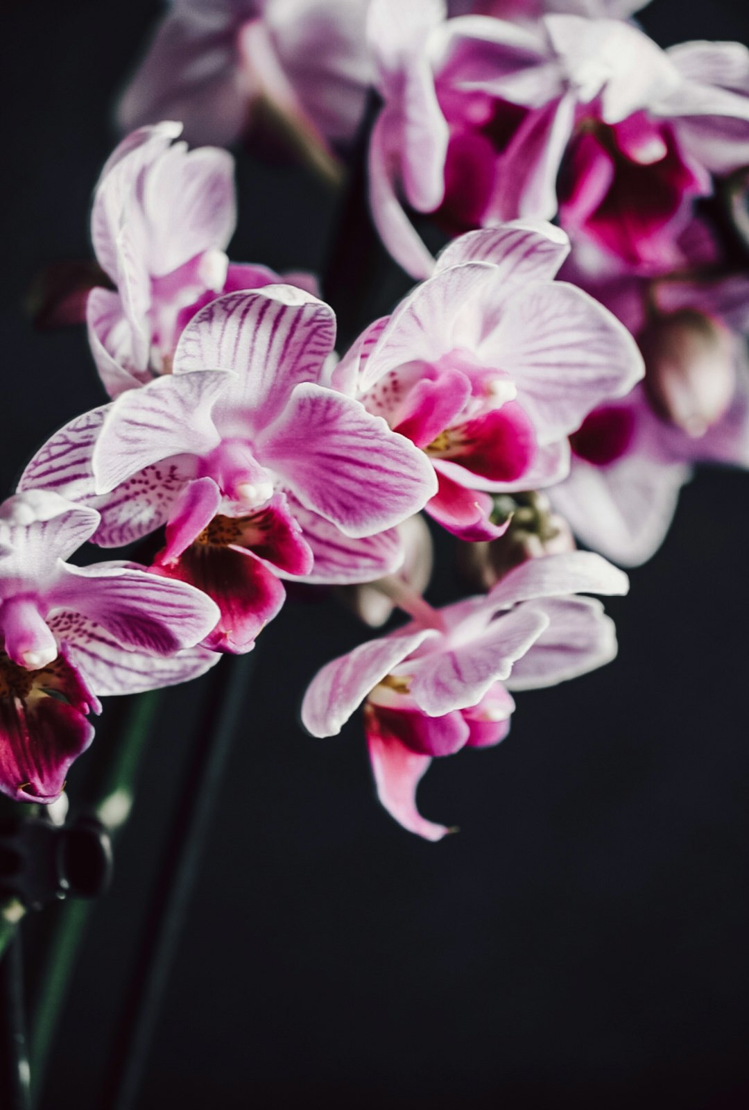 white and purple moth orchids in bloom close up photo