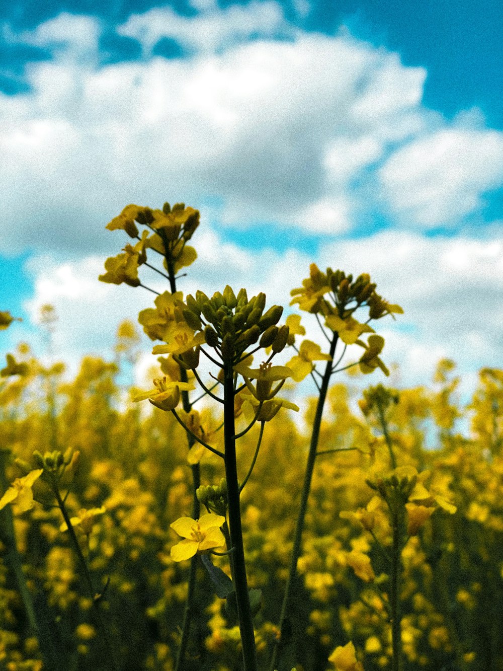 yellow flower under blue sky during daytime