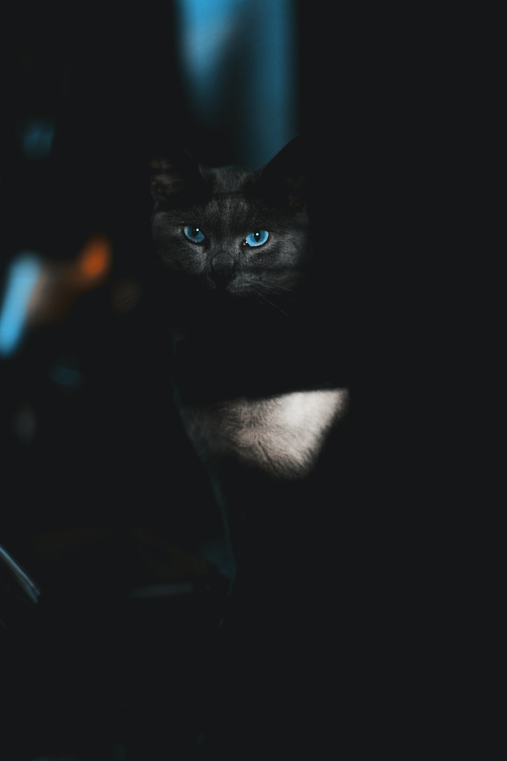 gato negro con ojos azules