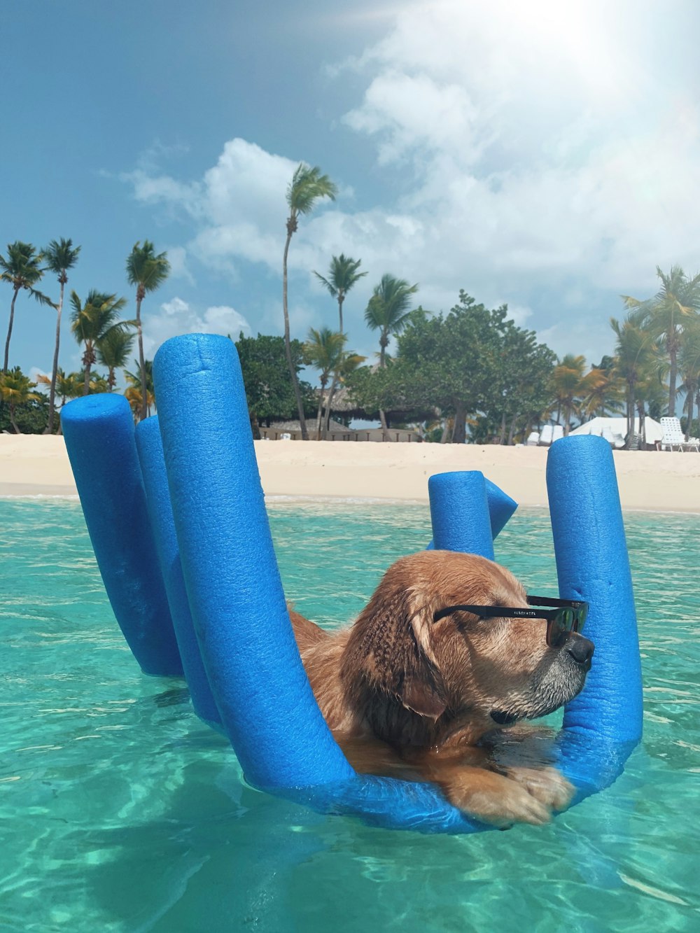 brown short coated dog in blue inflatable pool during daytime