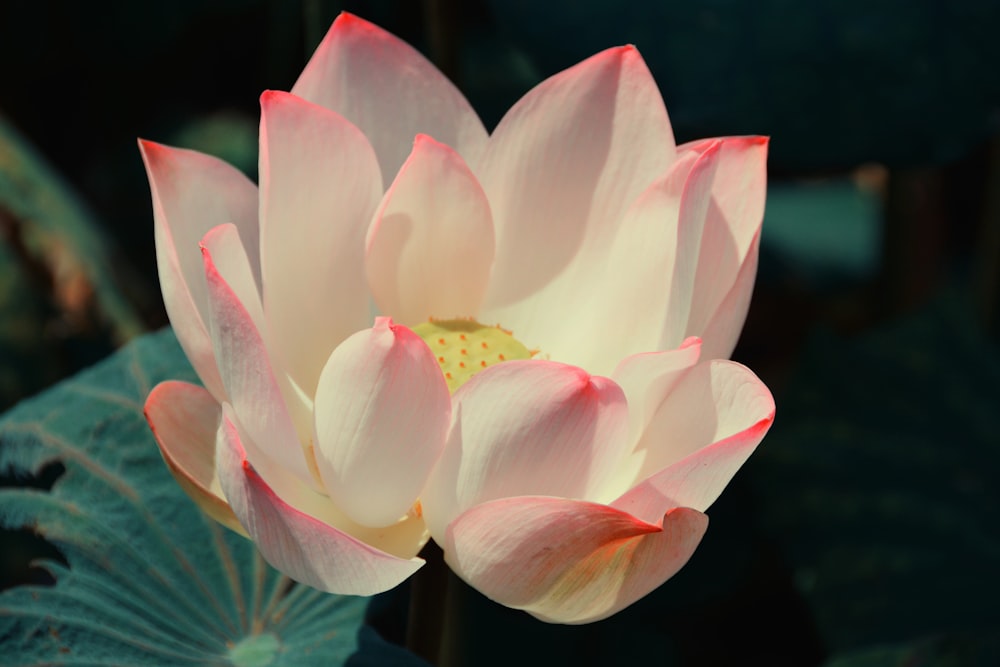 white and pink lotus flower in bloom