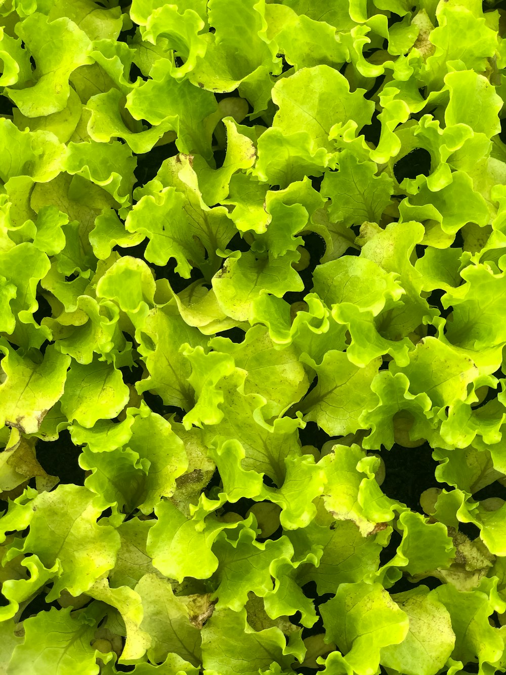 green plant in close up photography