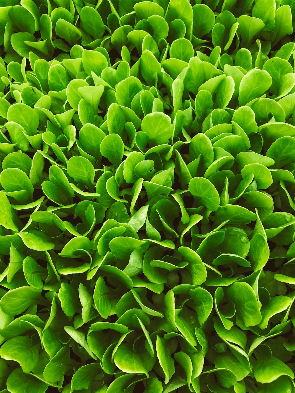 green leaves plant during daytime