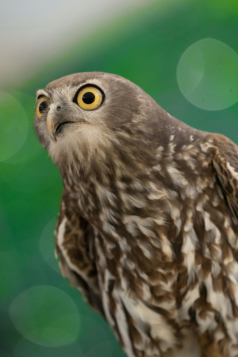 brown and white owl in close up photography