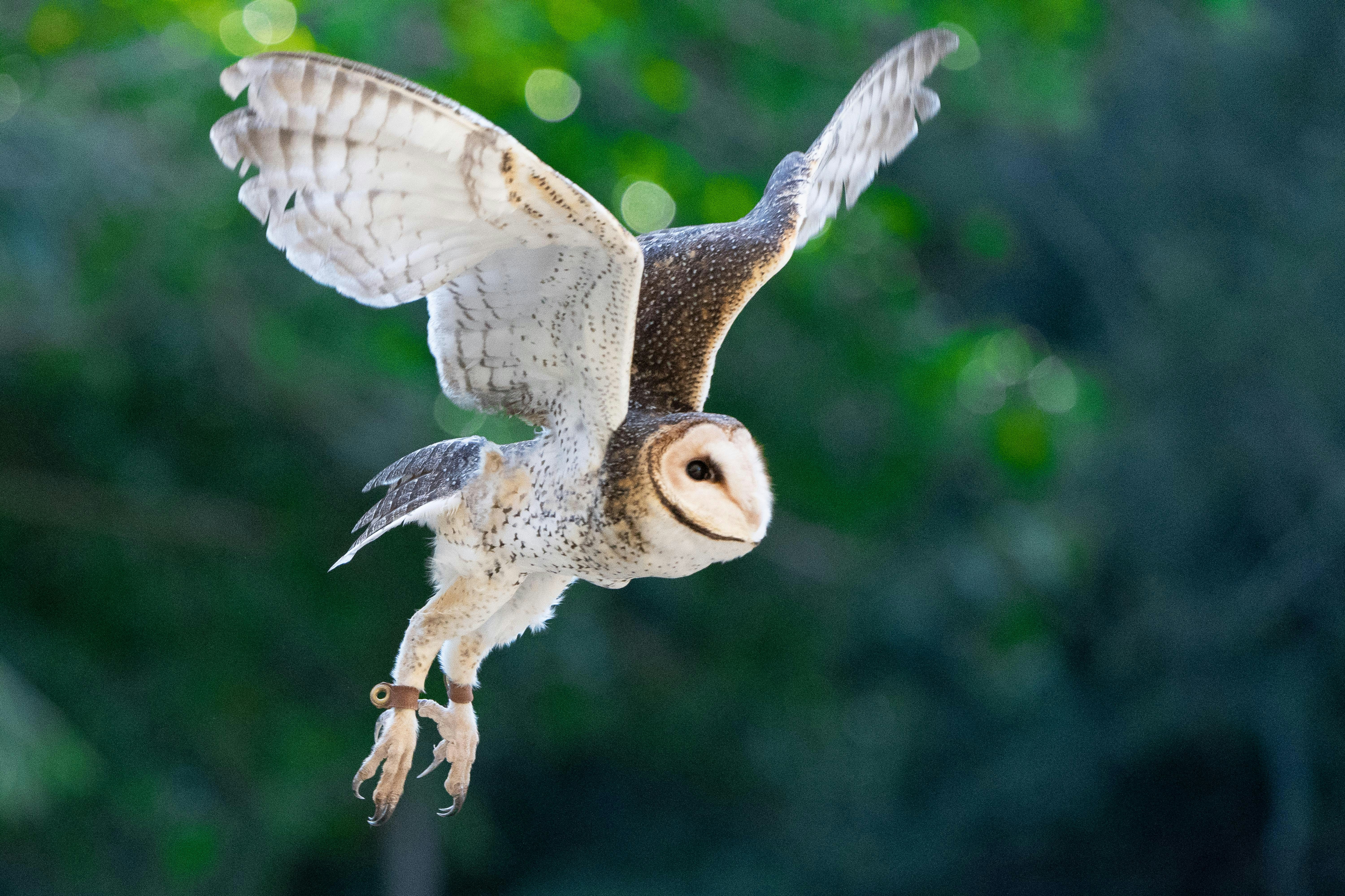 Owl Flying Pictures Download Free Images On Unsplash