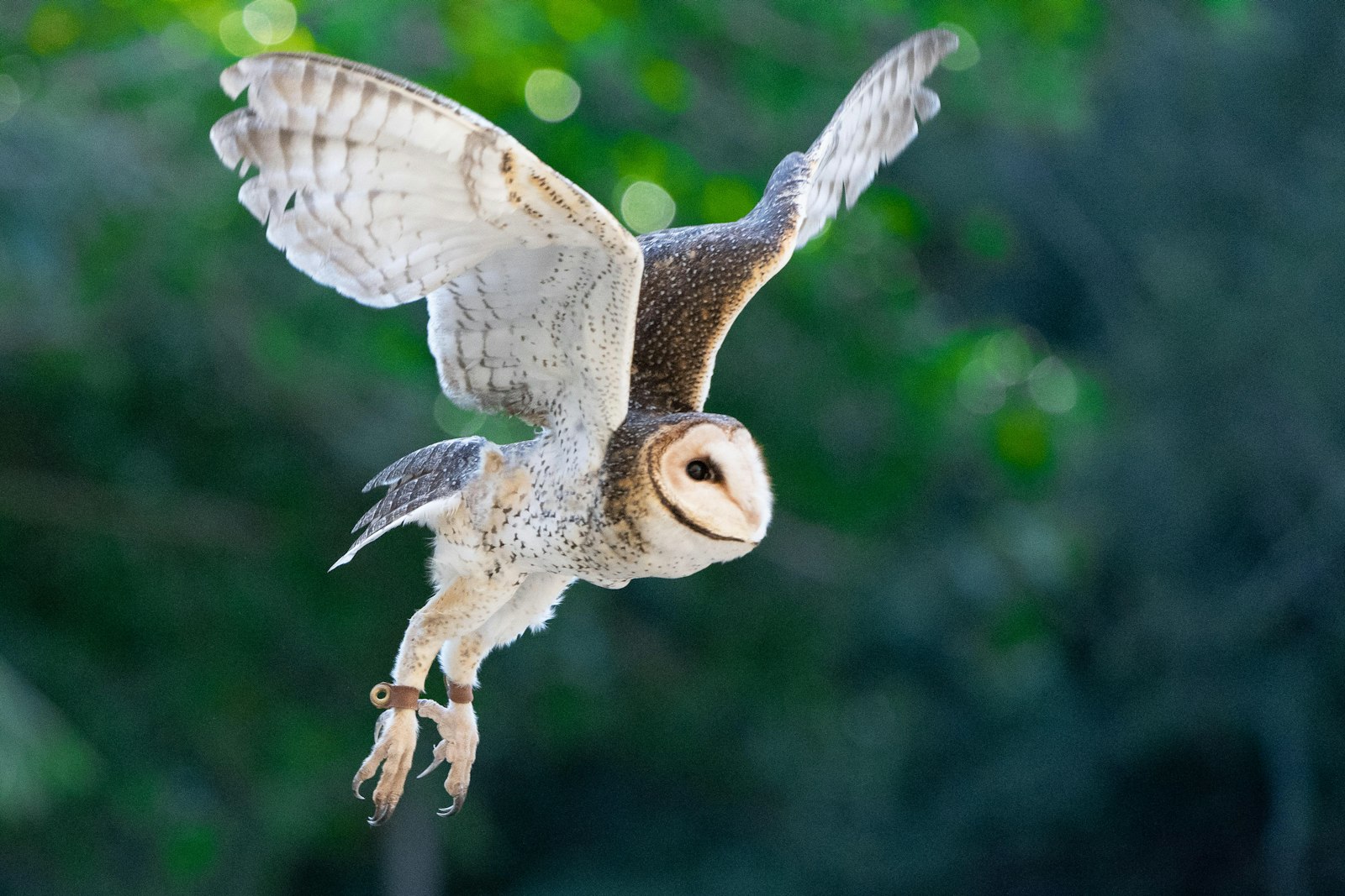 Sony a7 III + Sony FE 70-200mm F2.8 GM OSS sample photo. White and brown owl photography