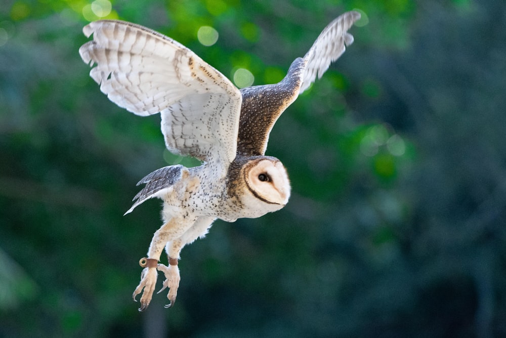 white and brown owl on brown tree branch during daytime