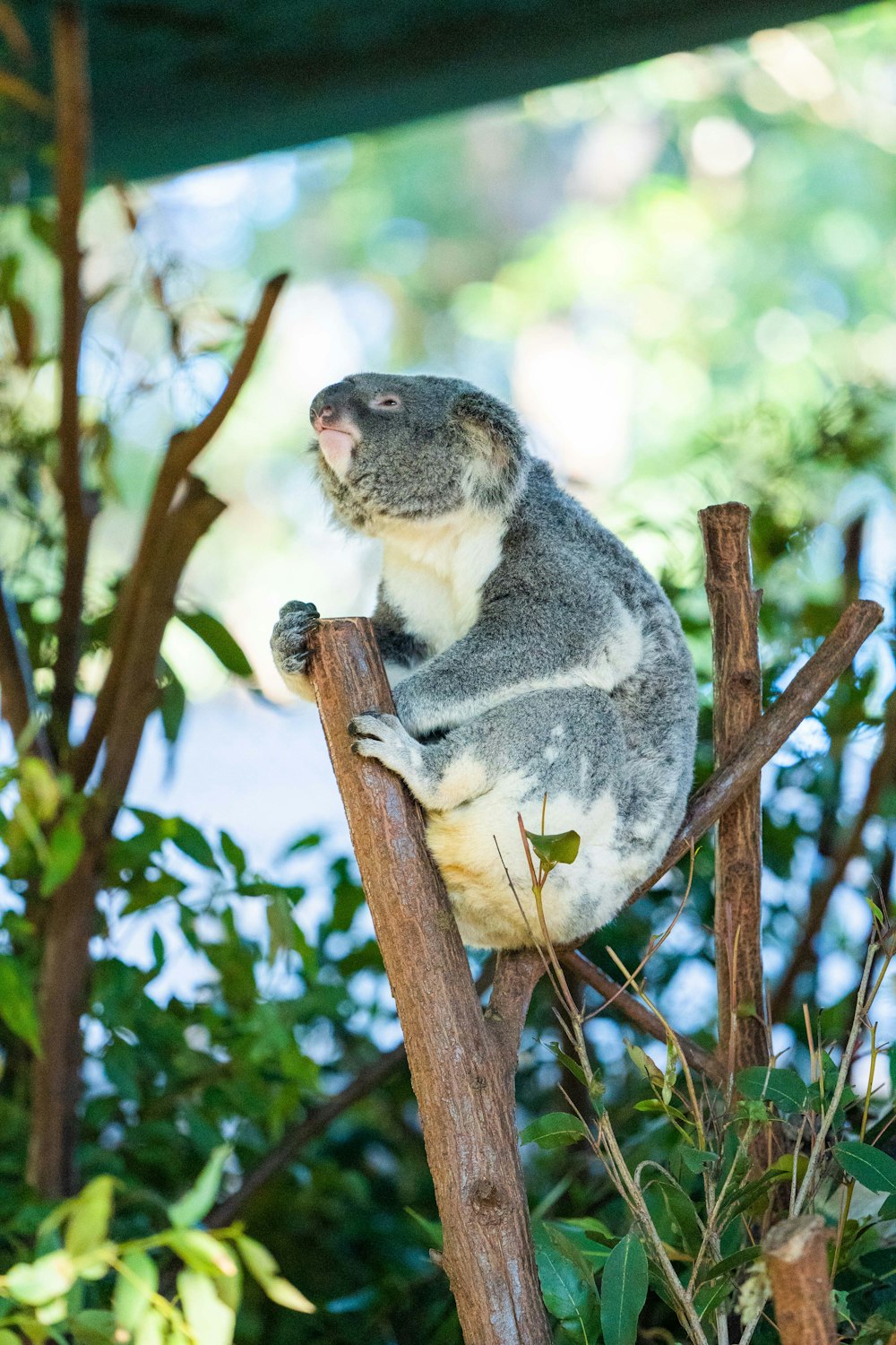 koala on brown tree branch during daytime