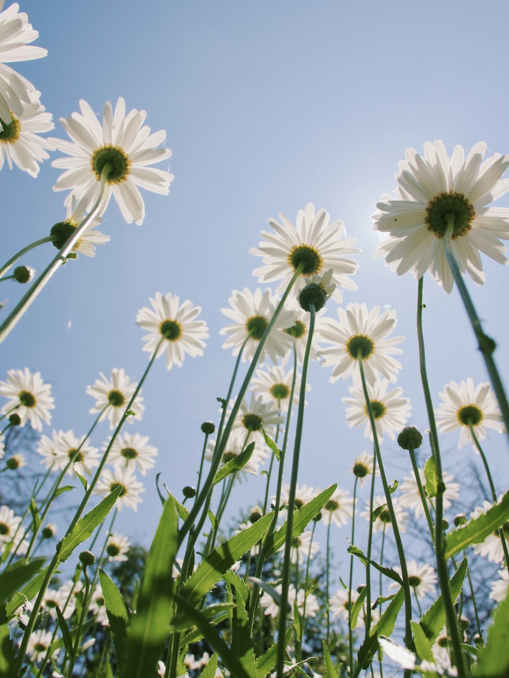 晴れた空の下で白と黄色の花