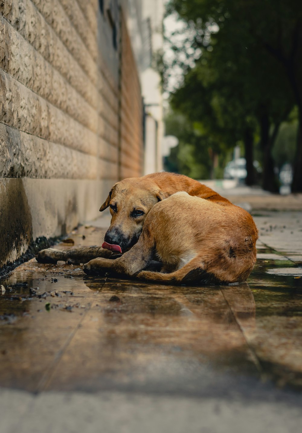 brown short coated medium sized dog lying on brown wooden floor during daytime