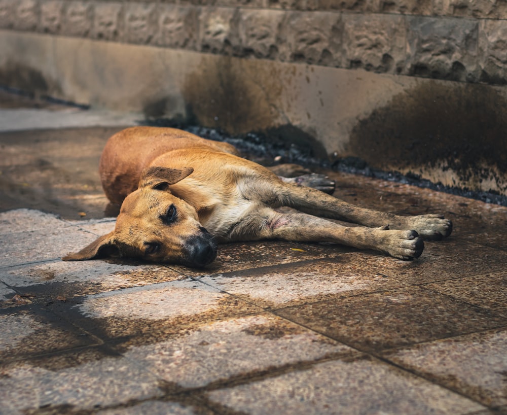 brown short coated dog lying on brown concrete floor