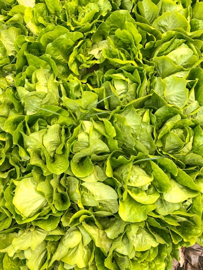 Lechuga