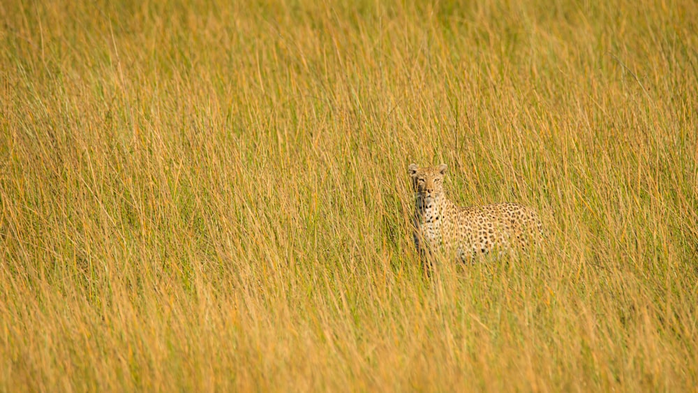 cheetah on green grass field during daytime