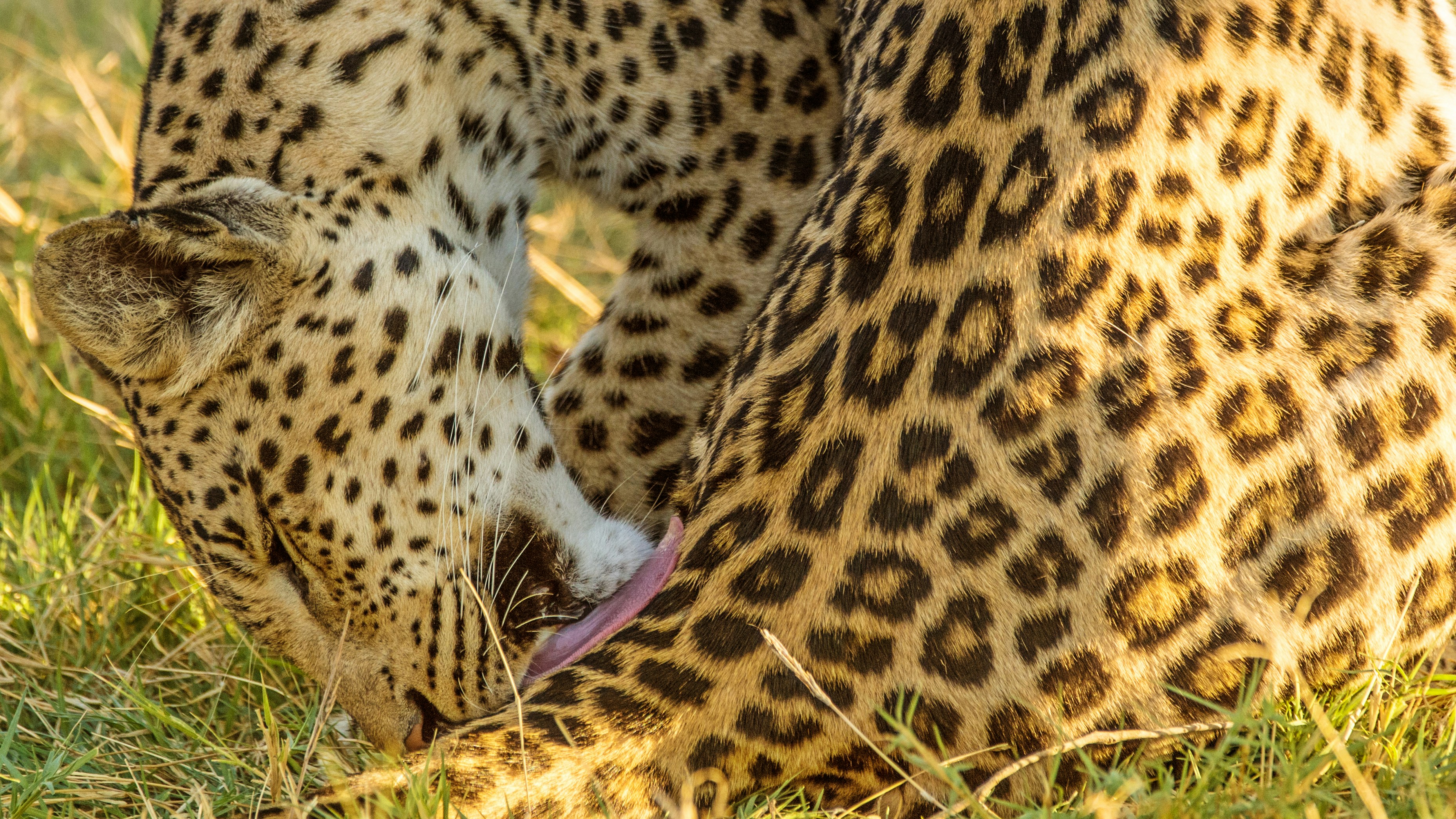 brown and black leopard lying on green grass
