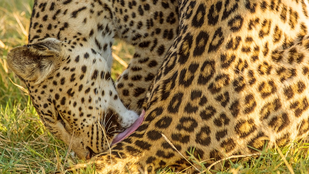 leopardo marrom e preto deitado na grama verde