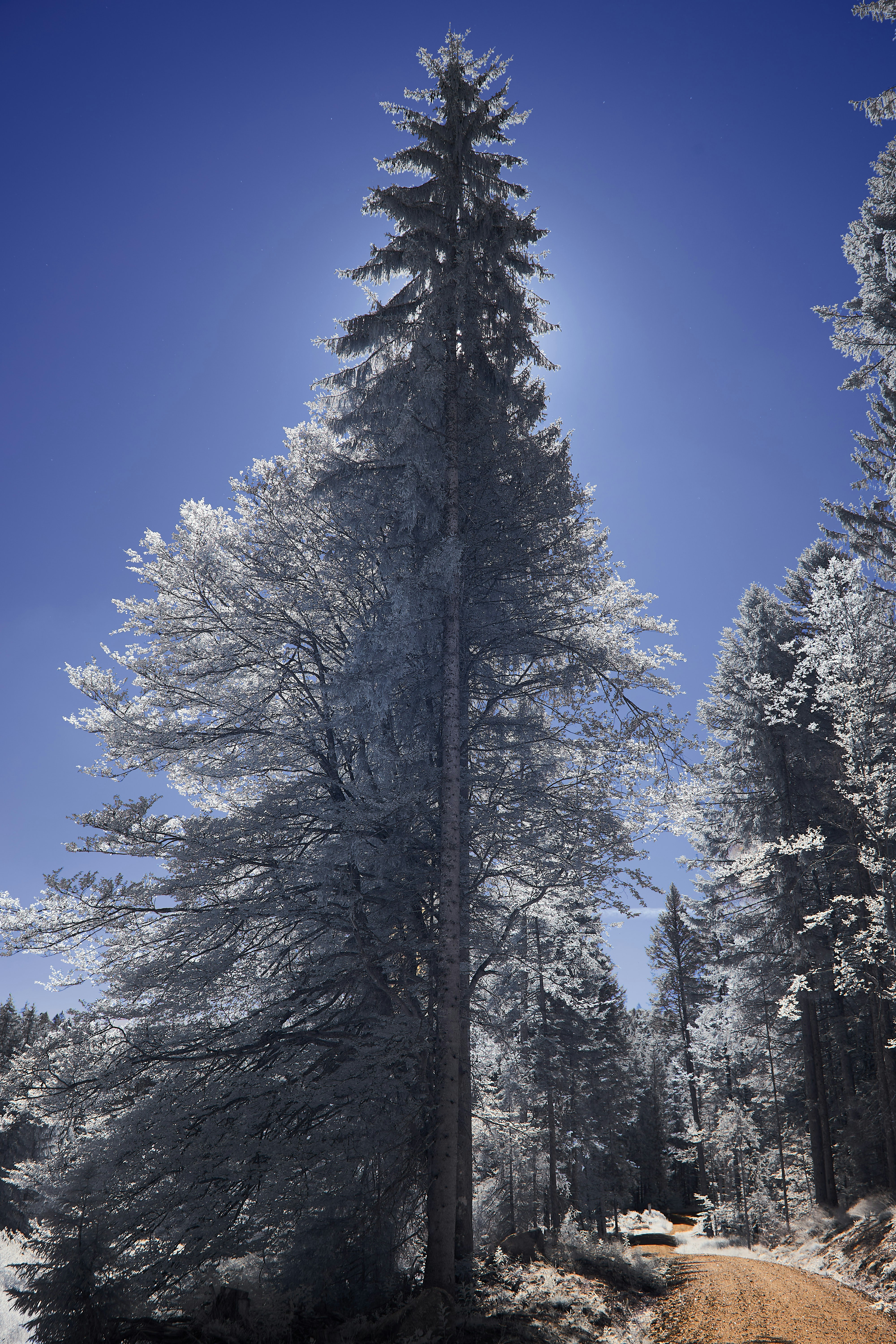 Photo by wolfgang_hasselmann