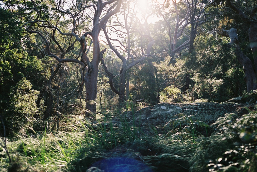 Forest photo spot Sydney Mona Vale Beach