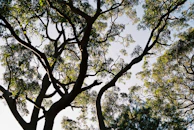 Sunlight filtering through tall trees over a cleared plot of land.
