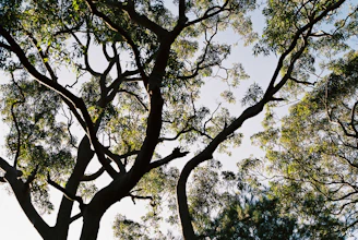 Sunlight filtering through tall trees over a cleared plot of land.