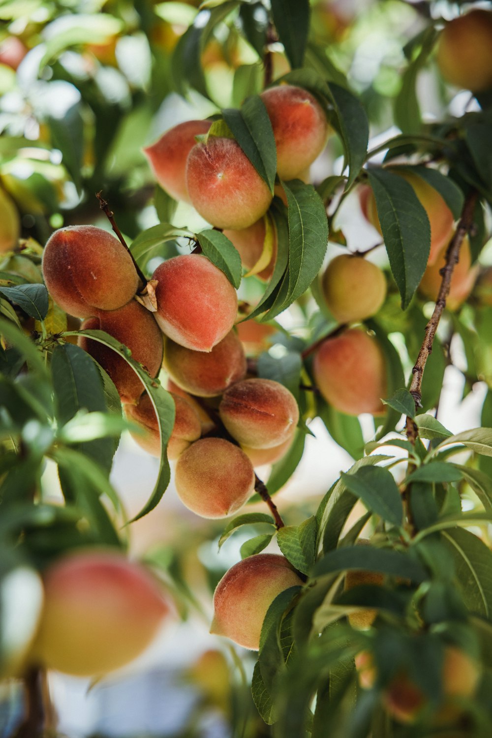 orange fruit on tree during daytime