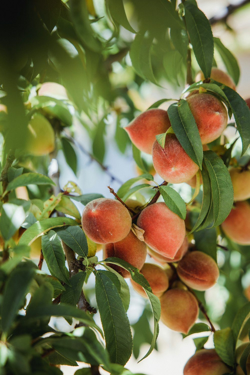 red and green fruit on tree during daytime