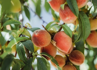 red and green fruit on tree during daytime