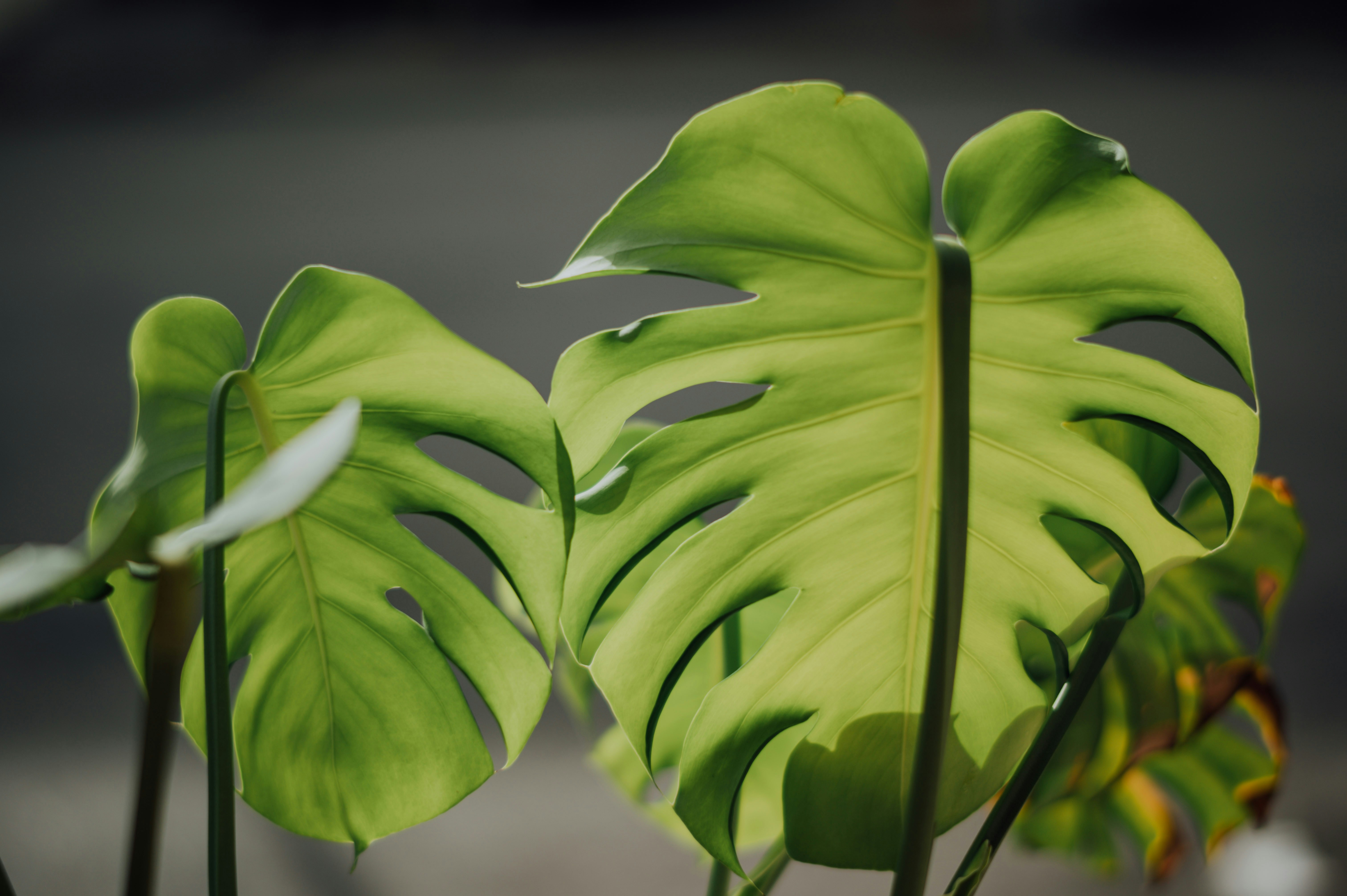 Photo by chuttersnap