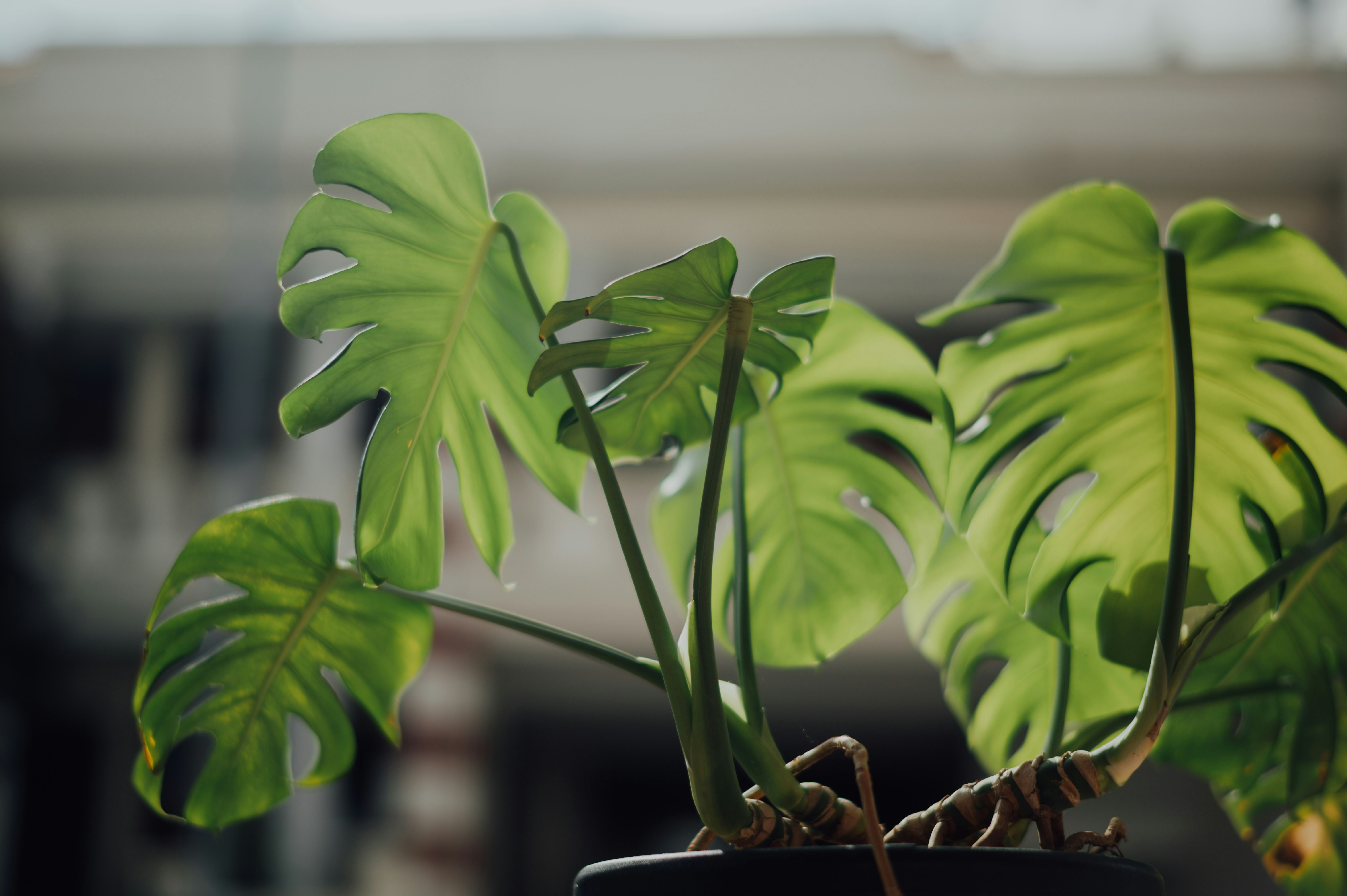 Photo by chuttersnap