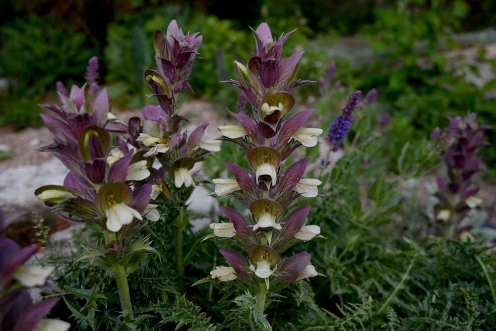 purple and white flowers in tilt shift lens