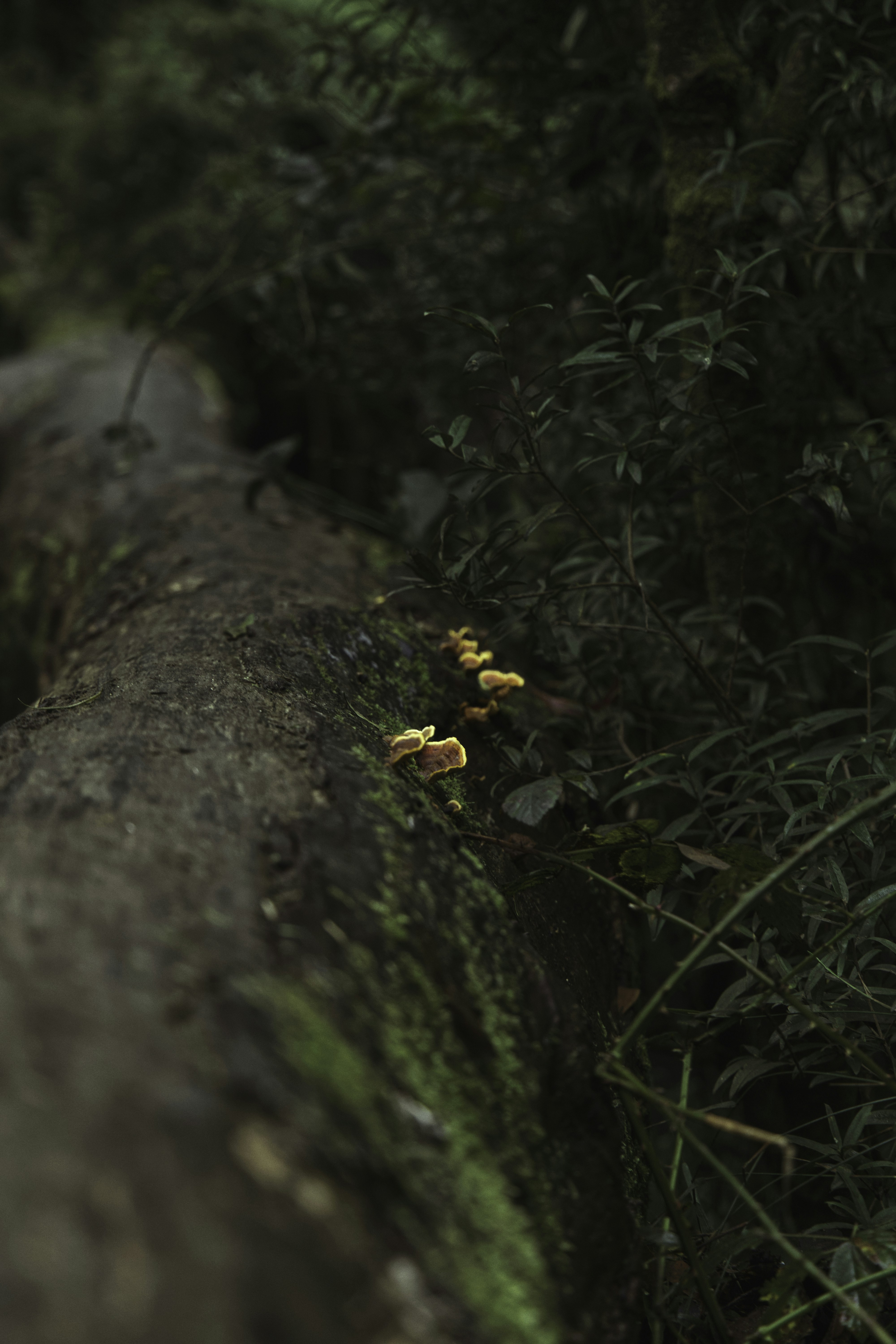 Photo by gryffyn1