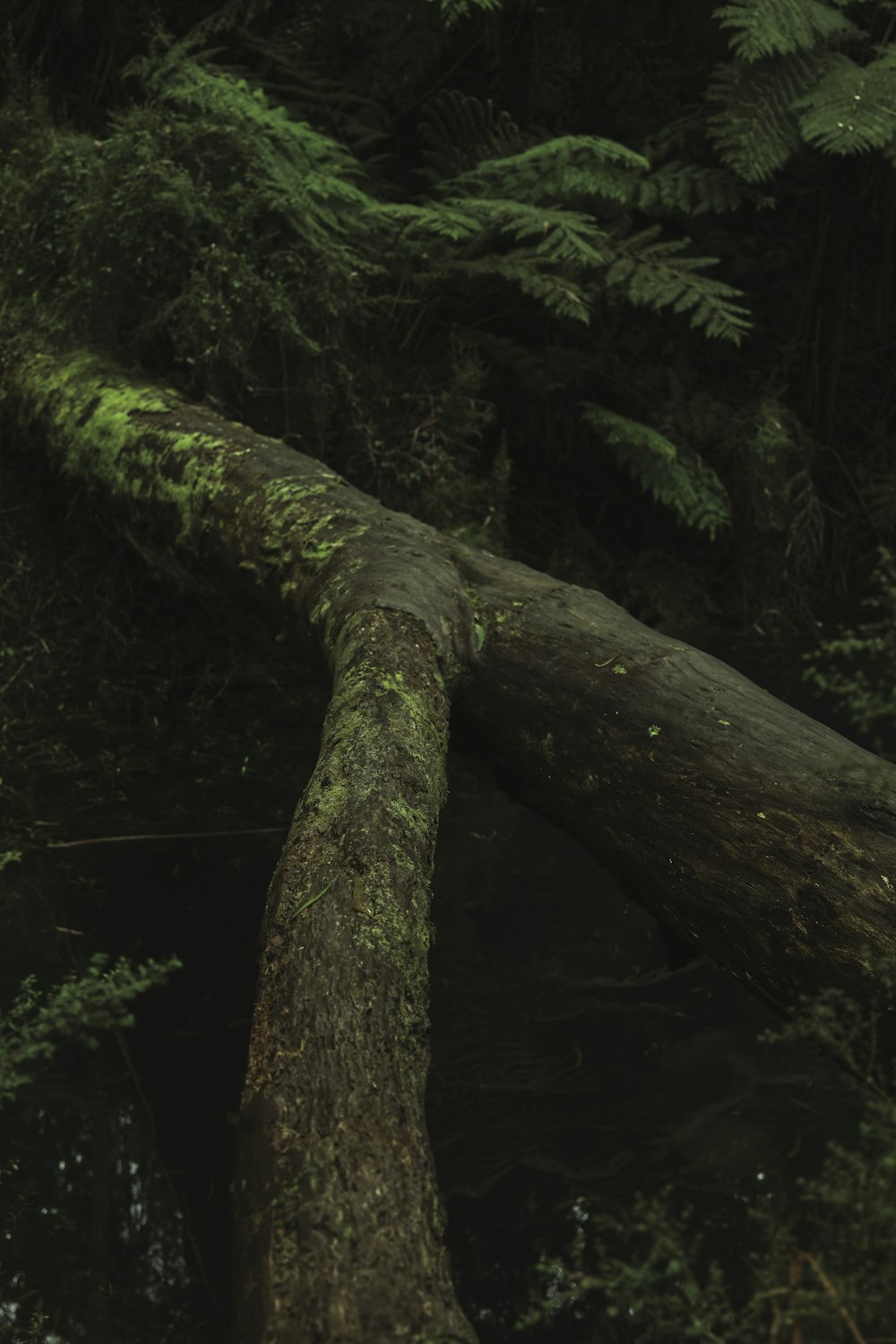 brown tree trunk with green moss