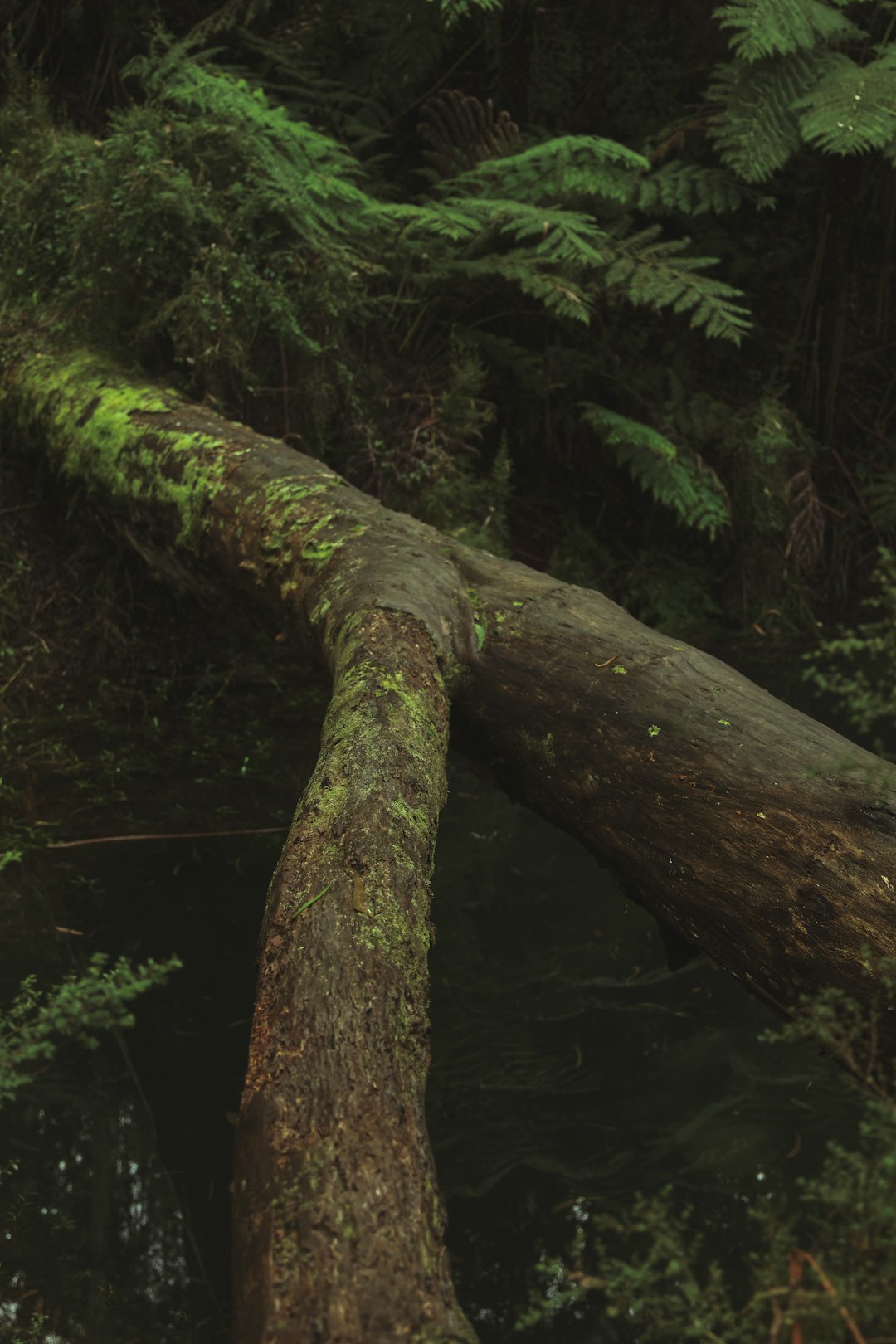 brown tree trunk with green moss