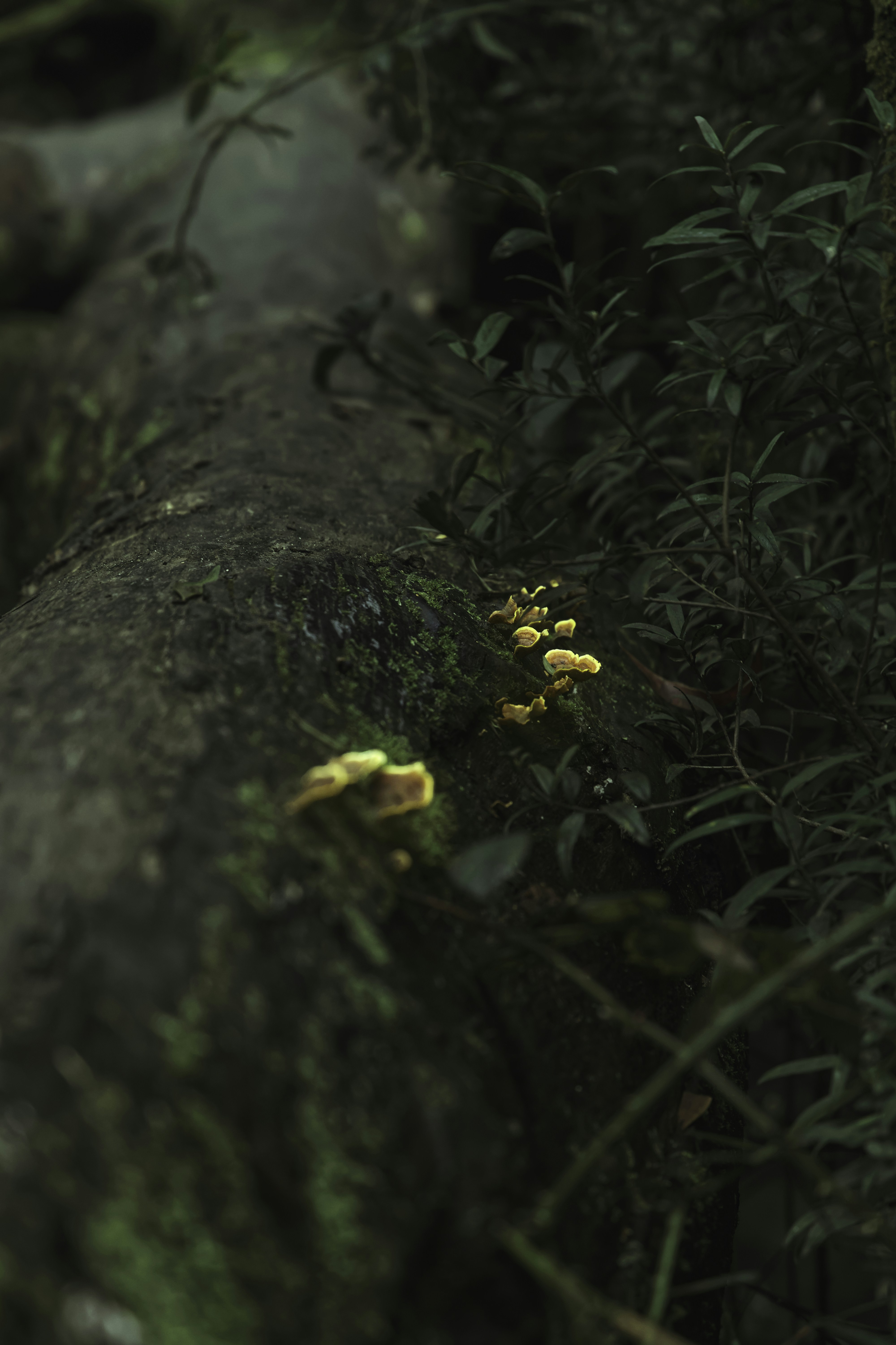 Photo by gryffyn1
