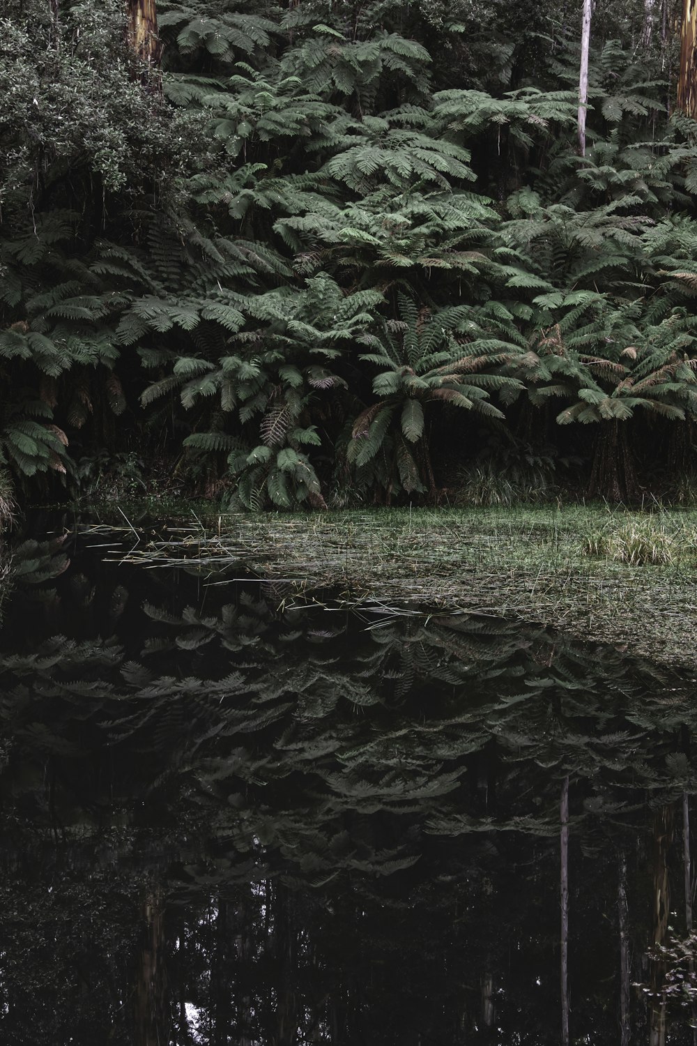 green plants on brown soil