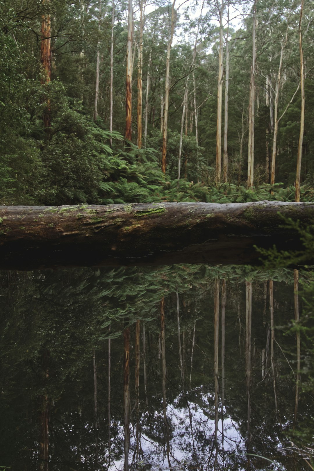 brown tree log in forest