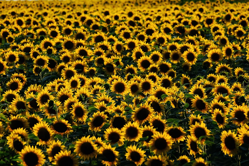 yellow sunflower in close up photography