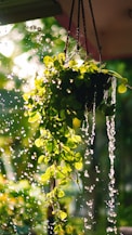 water falling from green tree