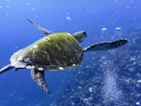 green turtle in water during daytime